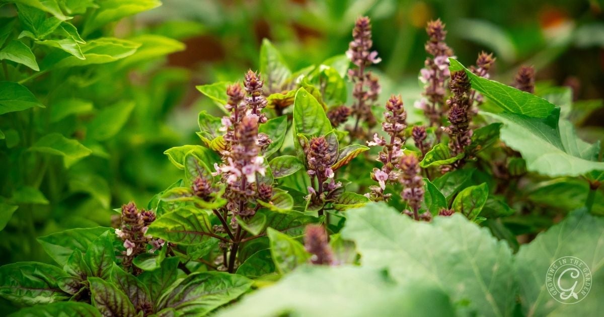 Arizona Herb Planting Guide: A Visual Guide for Low Desert Herbs