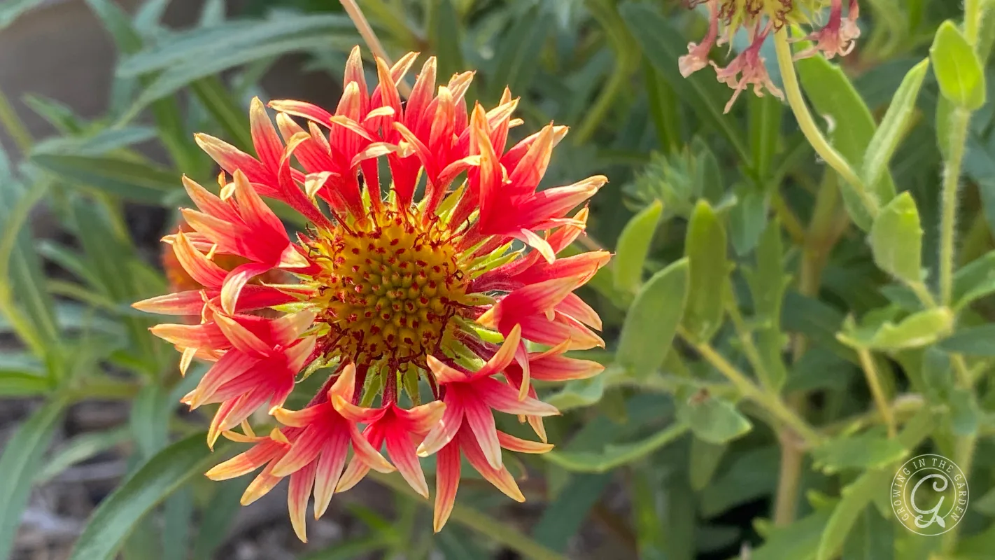 A close-up of a vibrant red and yellow flower with pointed petals against a background of green leaves.