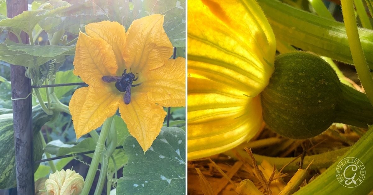 Facilitate (or Assist) Pollination