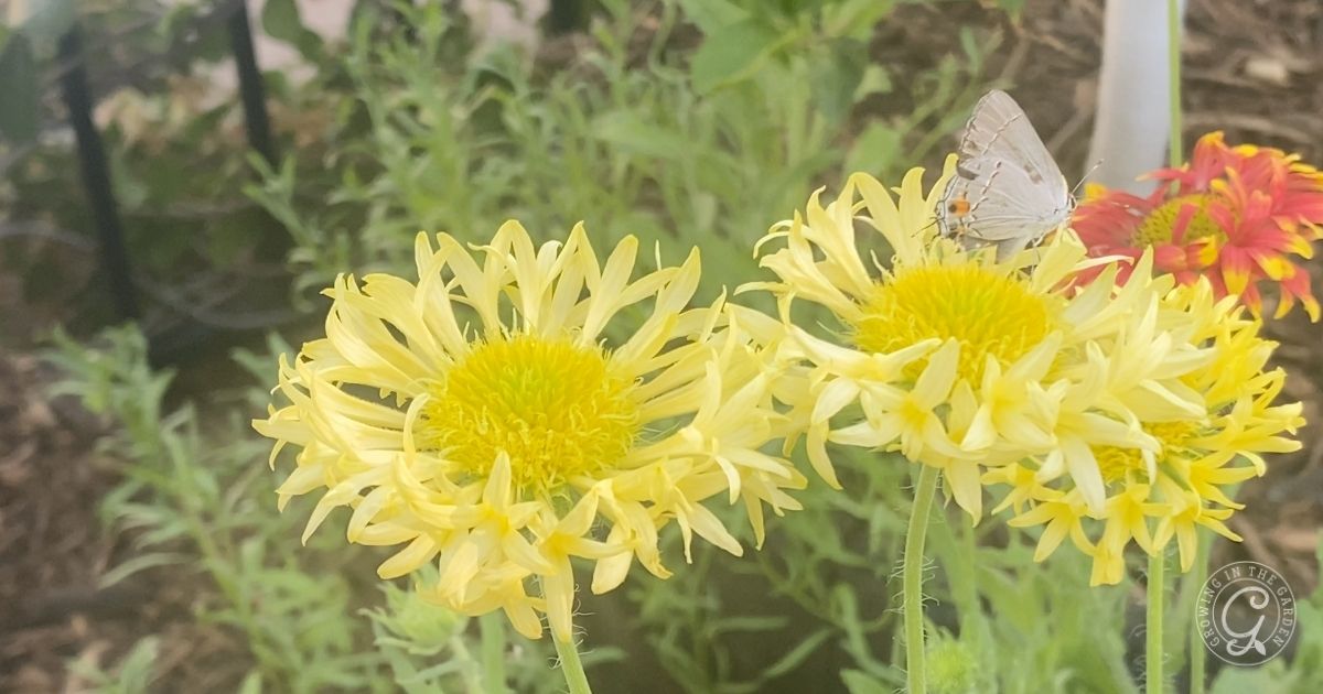 Gaillardia