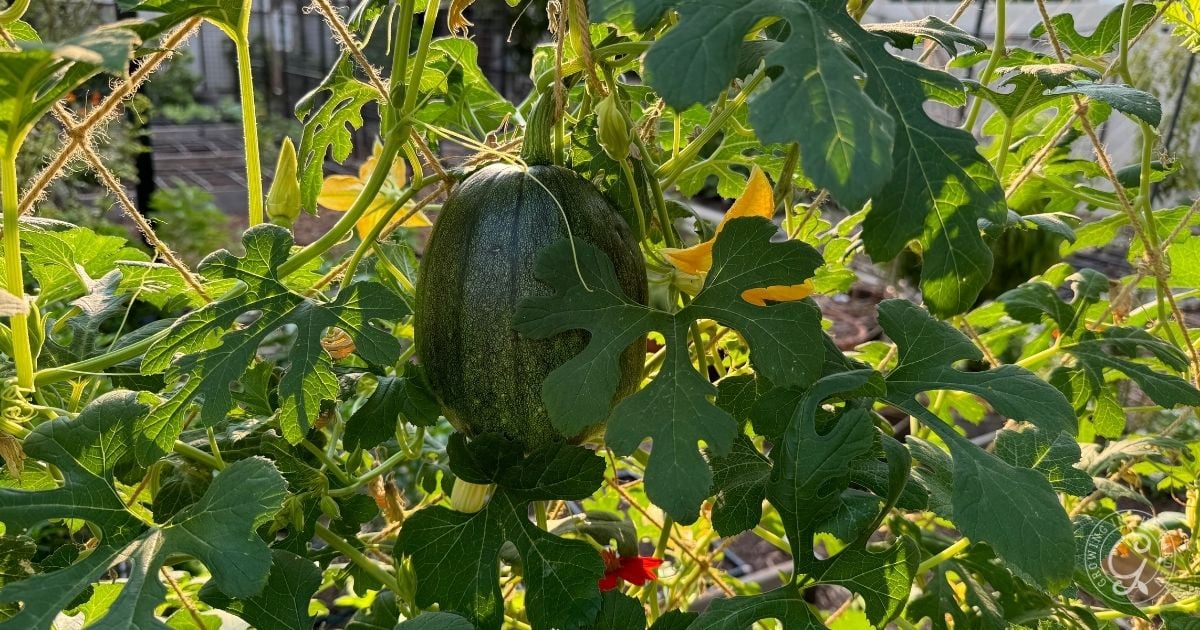 Give Them Room (and Sun!) to Grow