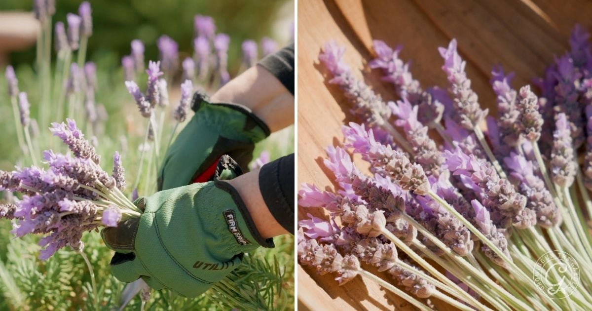 Harvest Lavender