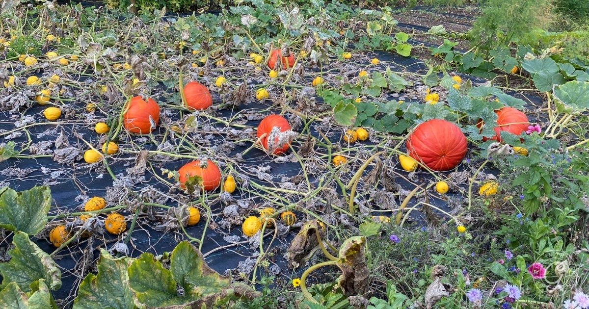 Harvest at the Right Time