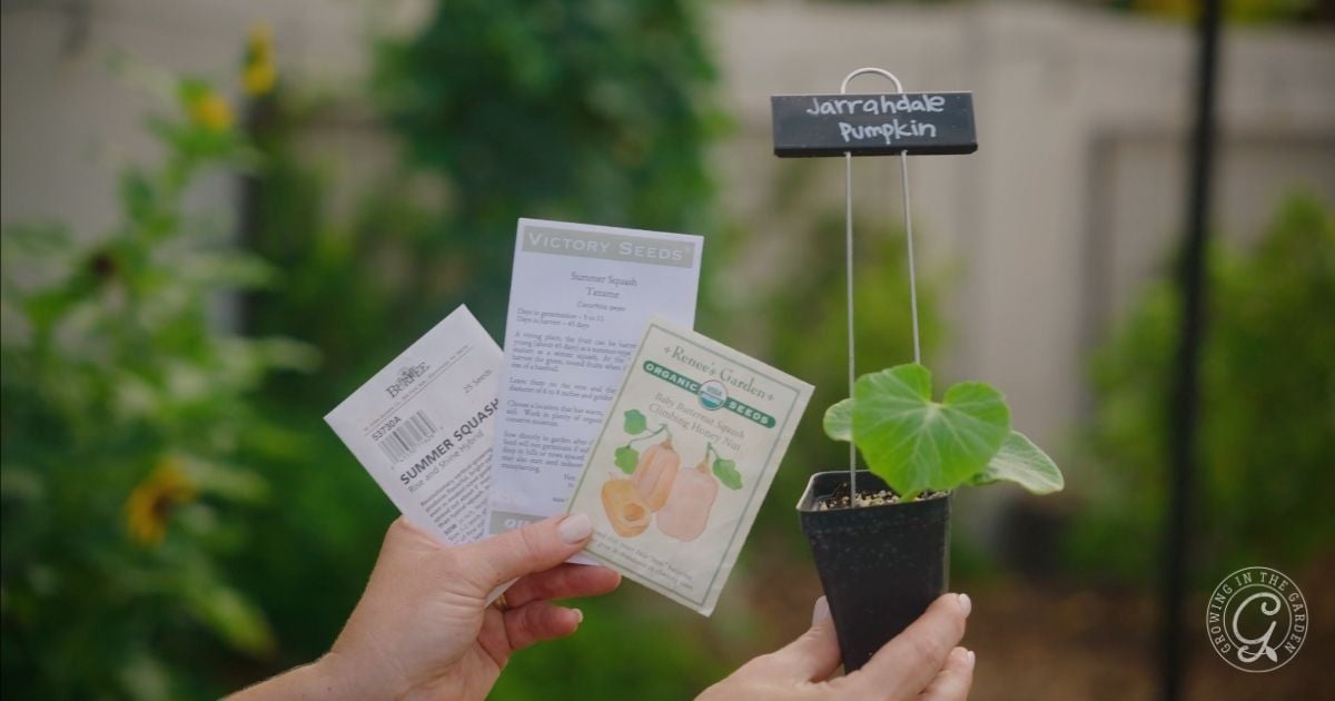 How to Grow Pumpkins Tips for a Successful Harvest