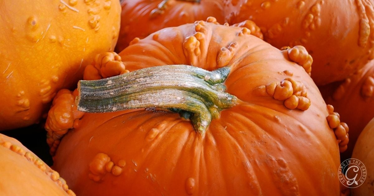 How to Grow Pumpkins Tips for a Successful Harvest