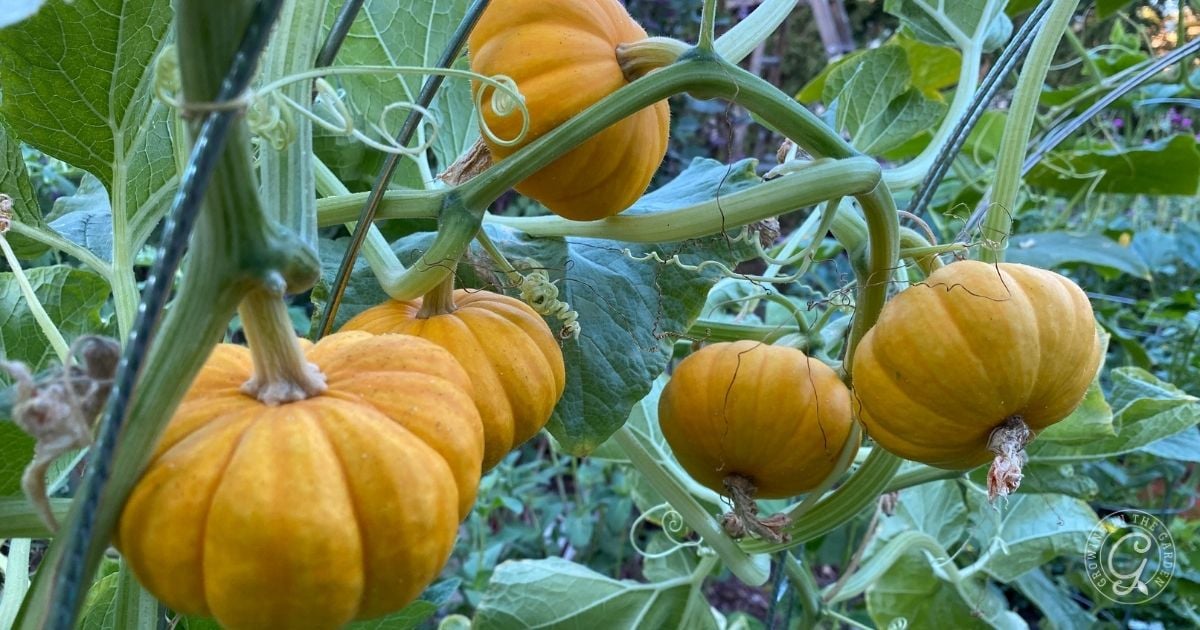 How to Grow Pumpkins Tips for a Successful Harvest