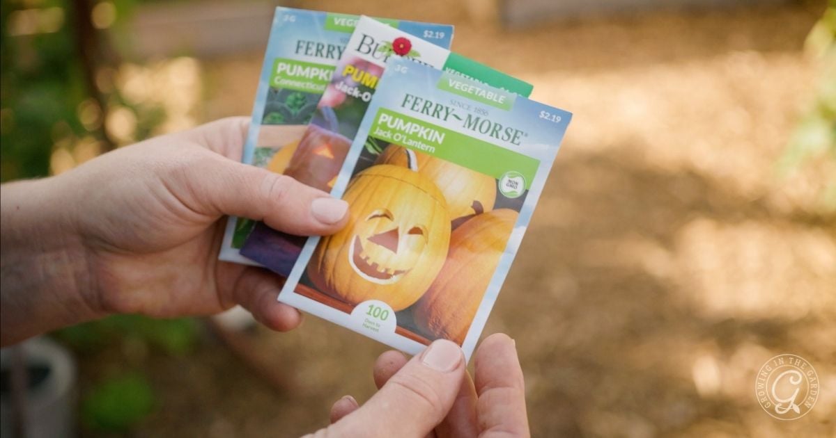 When to Plant Pumpkins