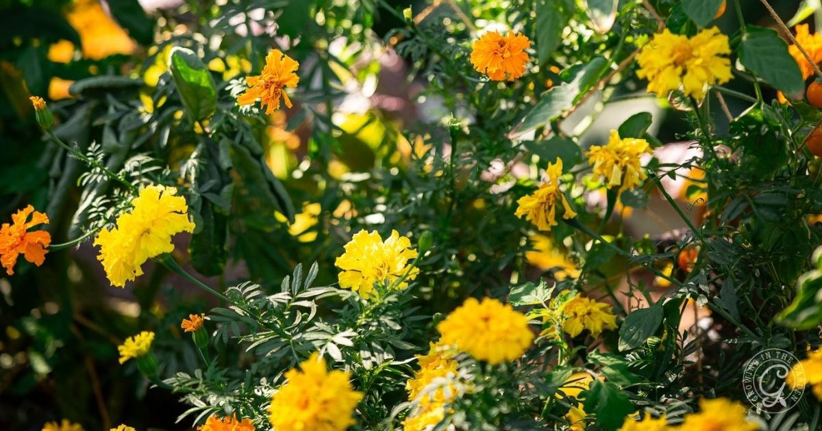Marigolds