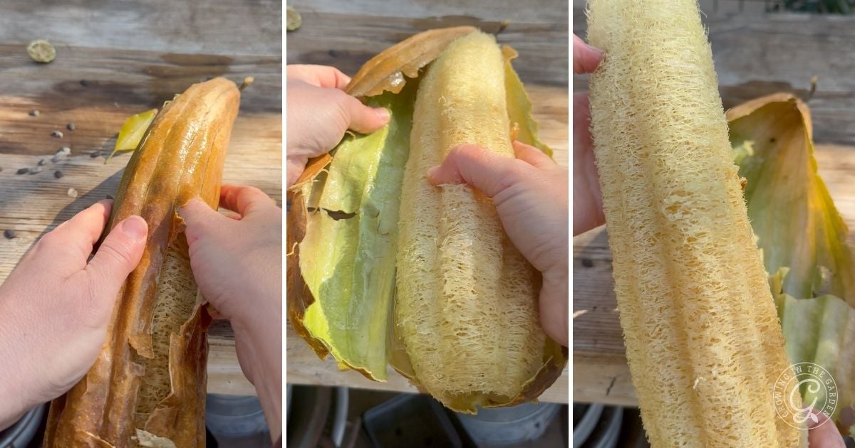 Peeling loofah sponges