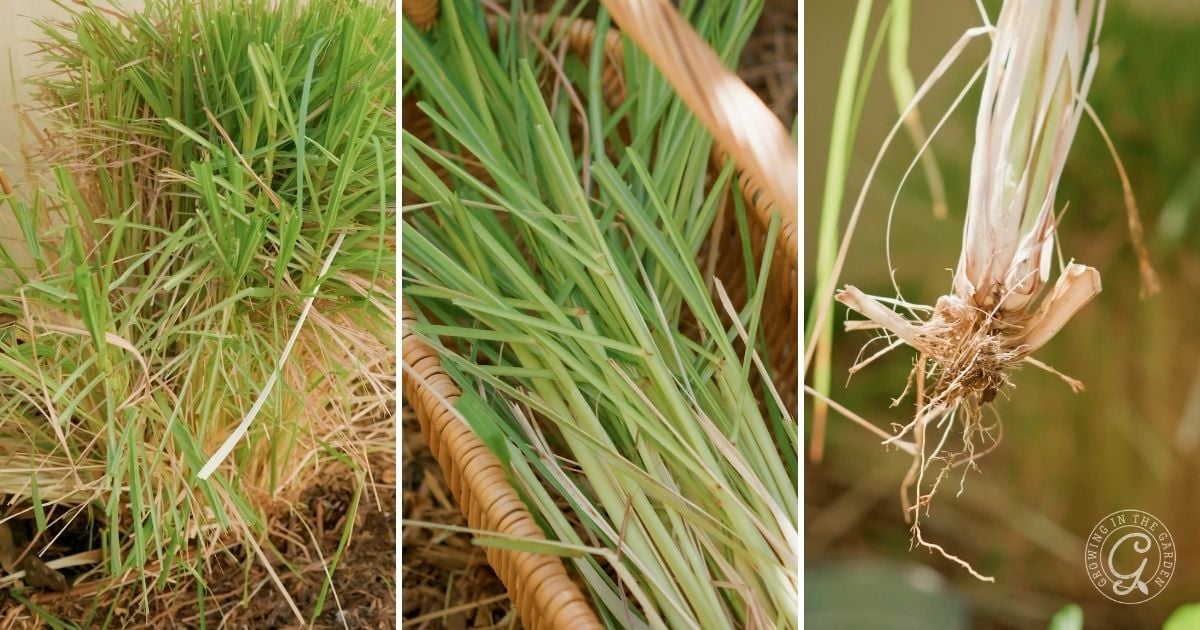 Prune and divide lemongrass