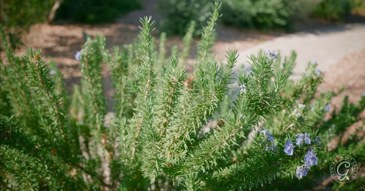 Rosemary