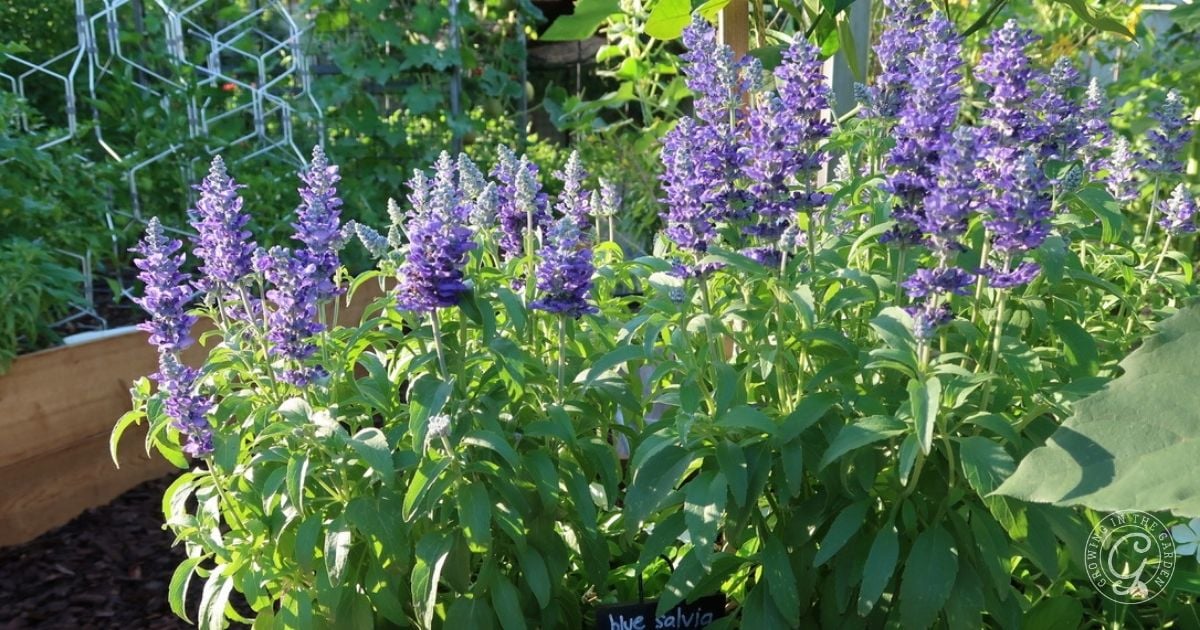 Salvia
