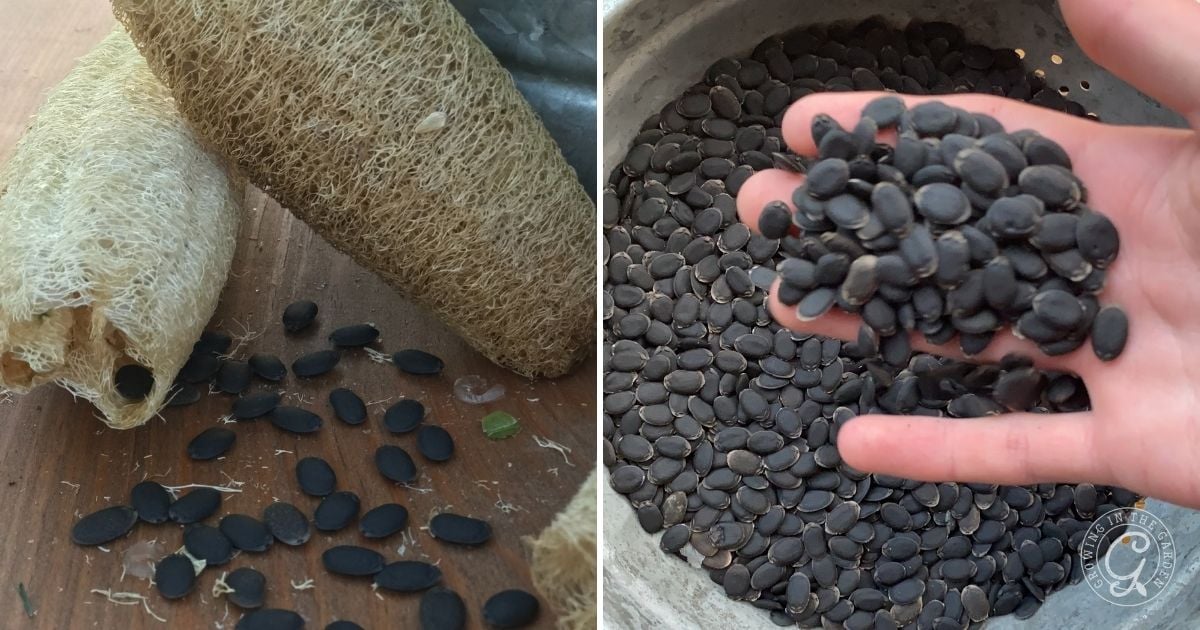 Close-up of hand holding black seeds, with loofah sponges and more seeds scattered on a table beside them.