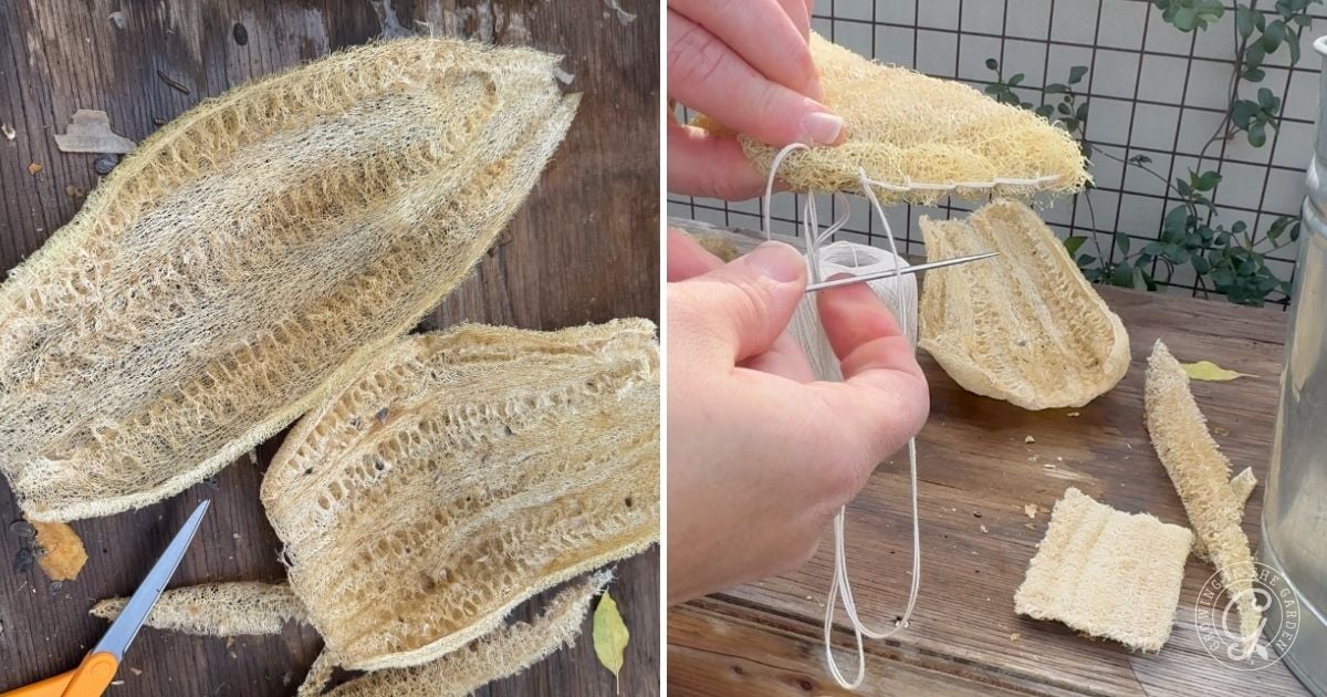 Dried loofah gourds on wood, with hands sewing pieces together using a needle and white thread.