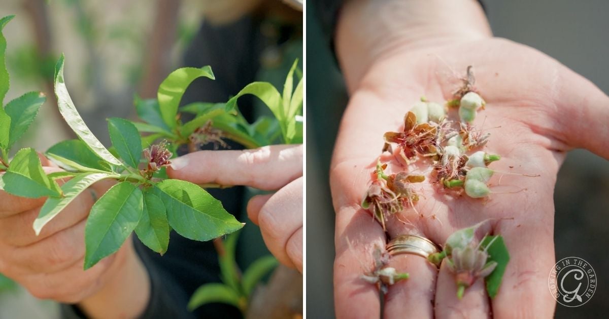 Thinning Fruit for a Better Harvest