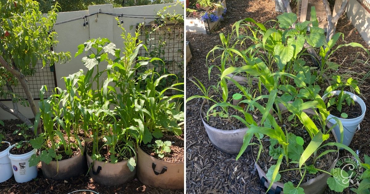 Two small garden beds with green corn, squash, and bean plants growing outdoors in bright sunlight.