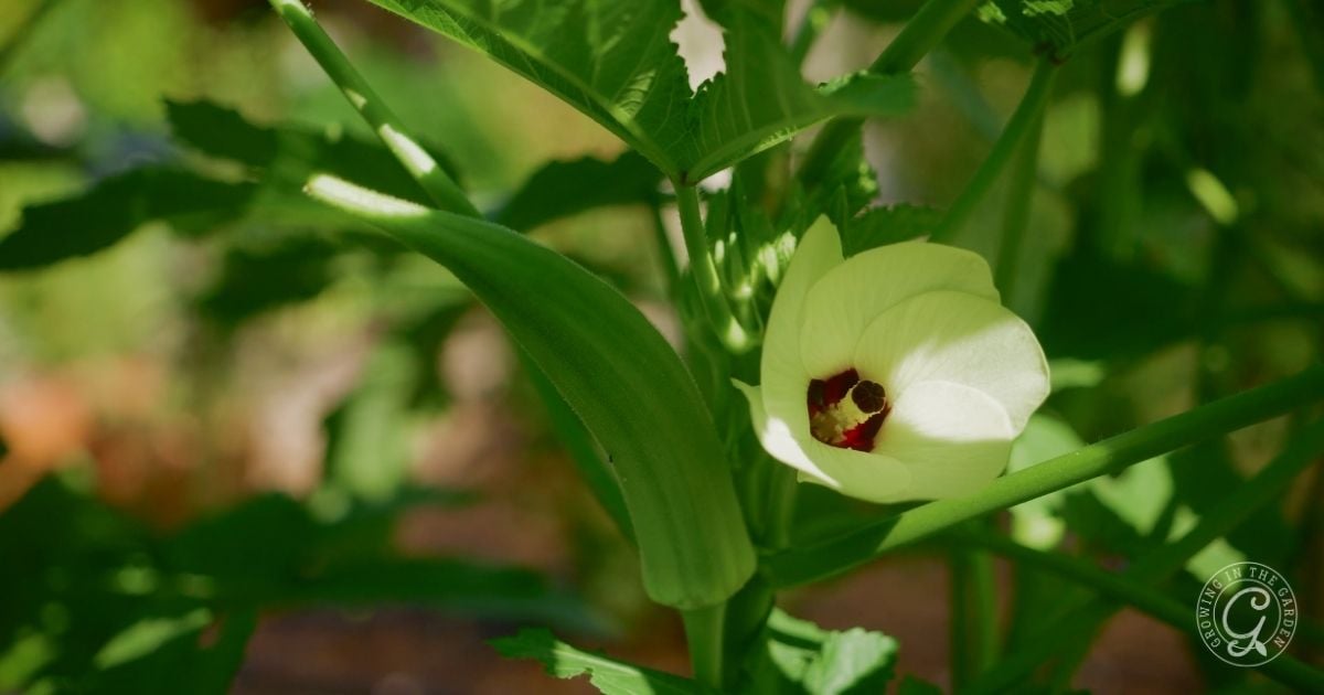Okra
