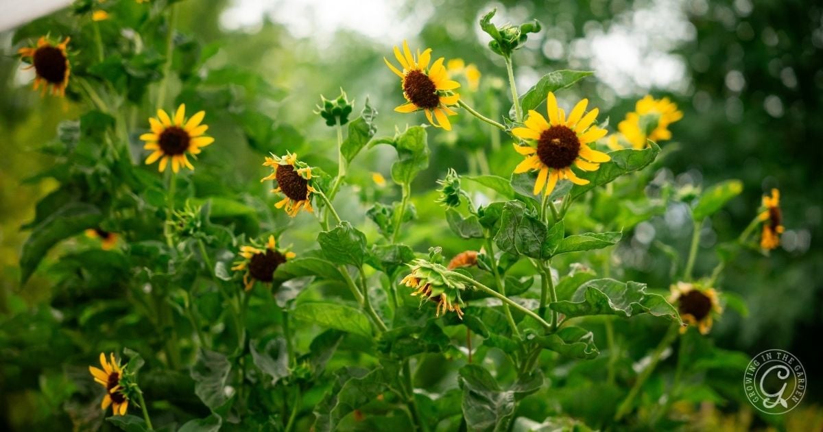 Sunflowers