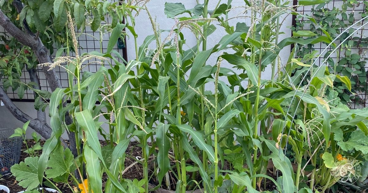Tall green corn plants with tassels grow in a garden bed, surrounded by other leafy plants and a trellis.