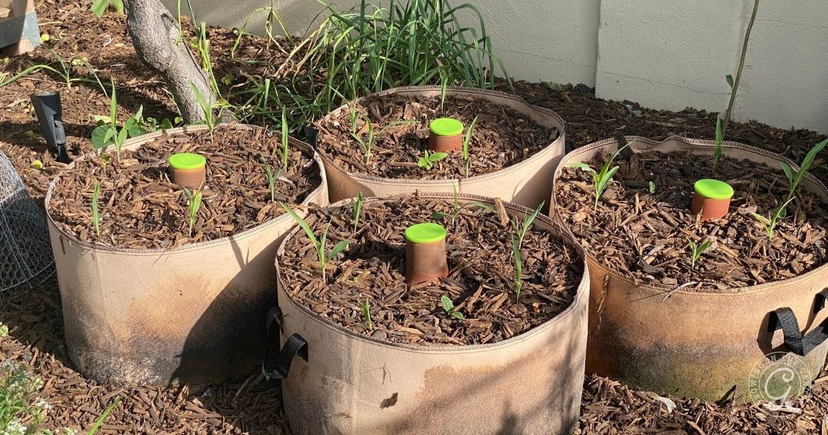 Four fabric garden grow bags with young plants and green-topped watering spikes in mulched soil.