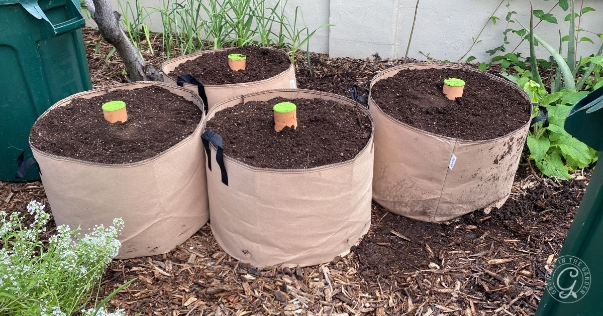 Four fabric grow bags filled with soil, each with a clay olla watering vessel in the center, in a garden.
