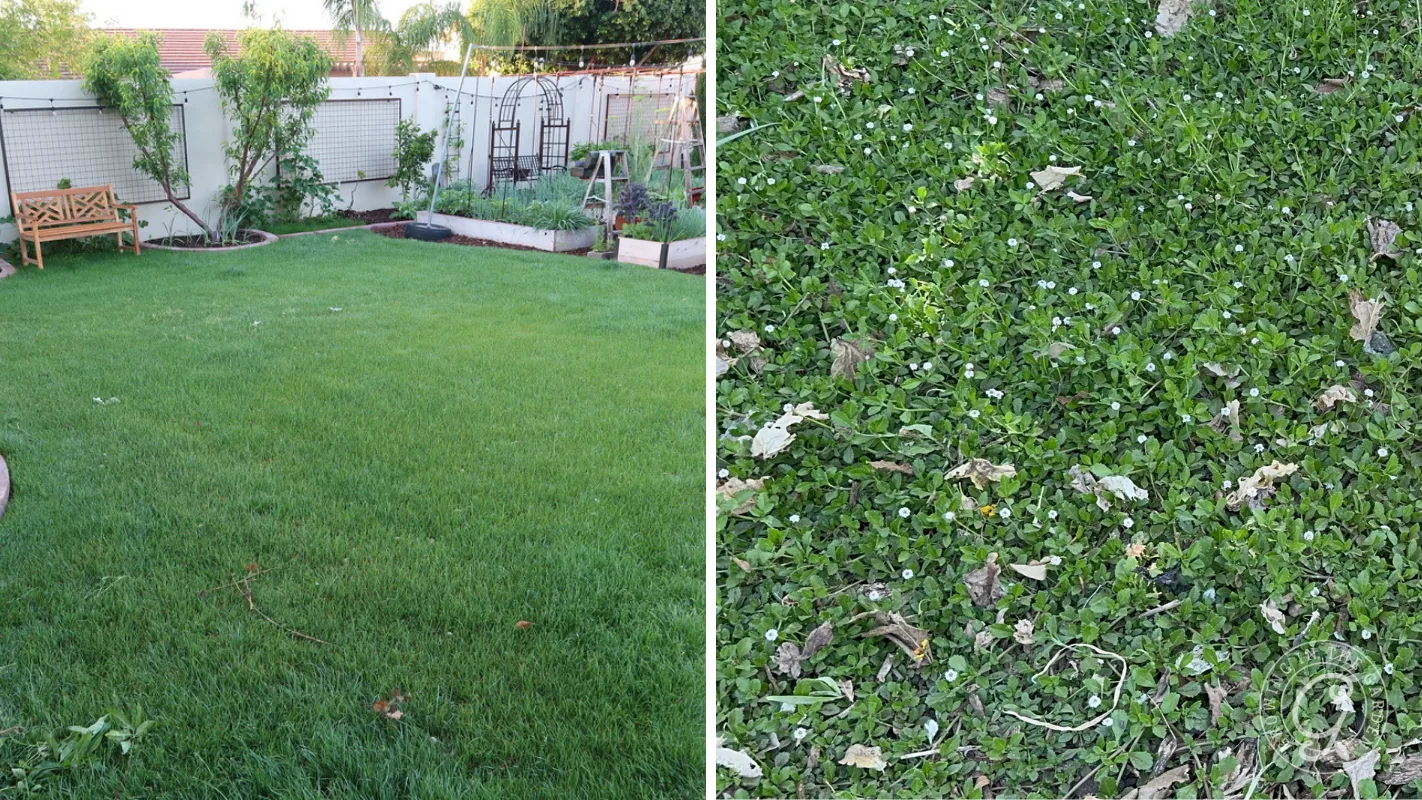 Split image: left shows a manicured lawn, right shows a close-up of green ground cover with small flowers.