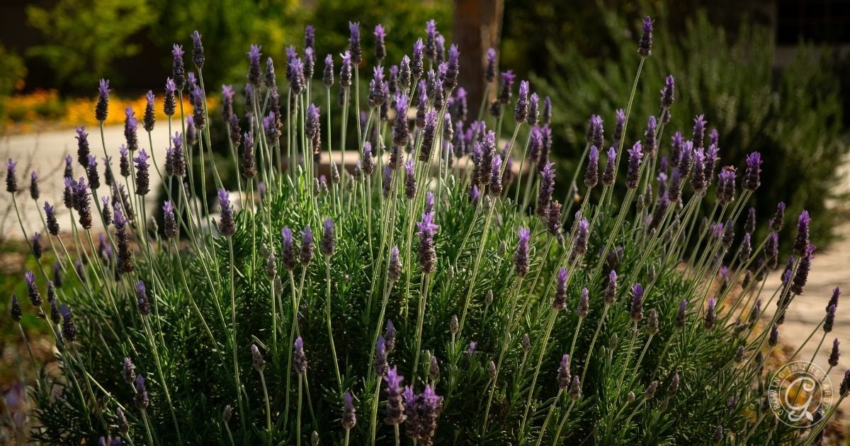 Best Lavender Varieties For Hot Climates (2)