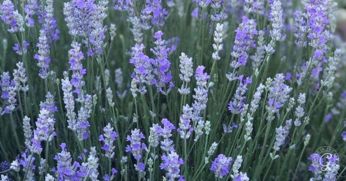 English Lavender