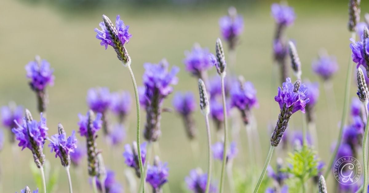 Fern Leaf Lavender