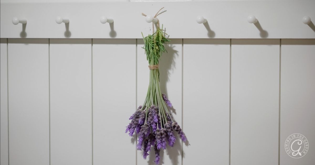 Harvesting, Drying, and Using Lavender