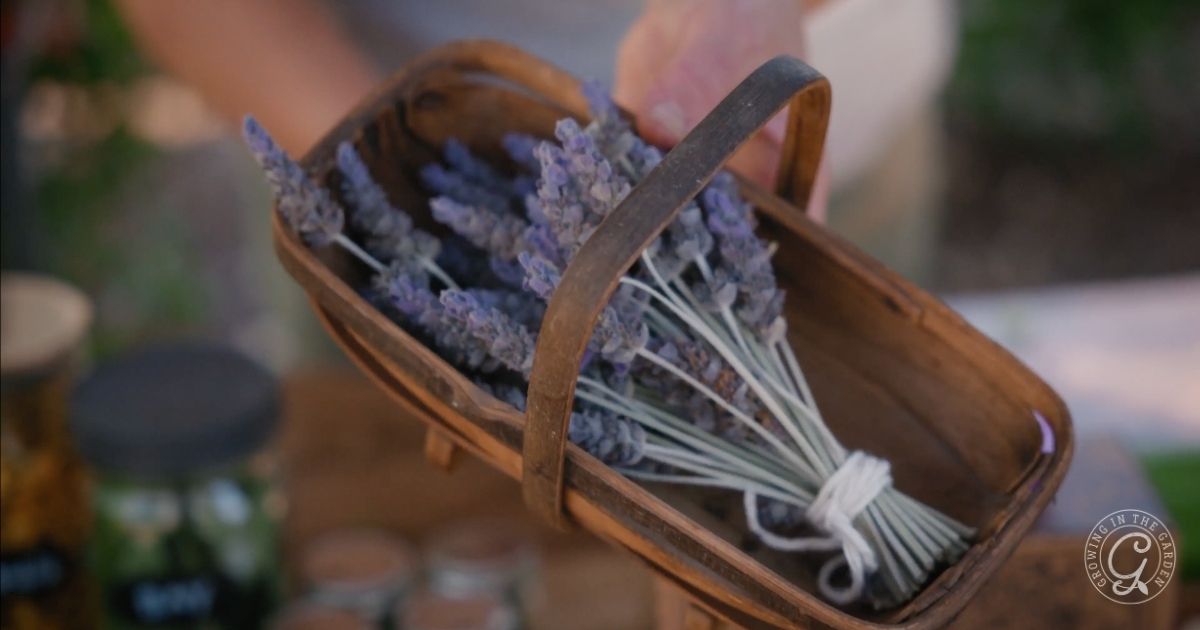 Harvesting, Drying, and Using Lavender
