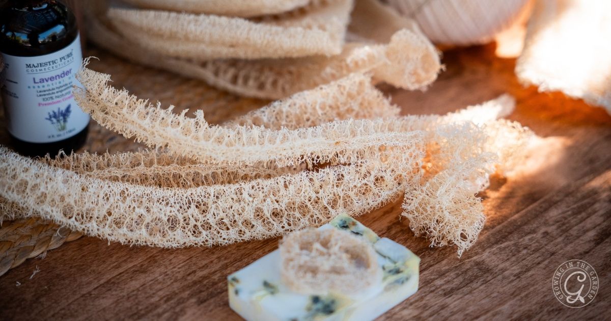 Lavender Loofah Soap
