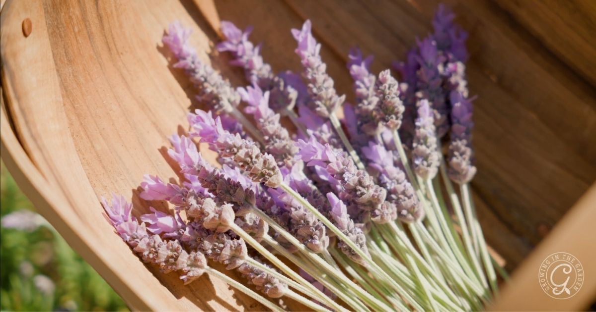 Harvesting, Drying, and Using Lavender