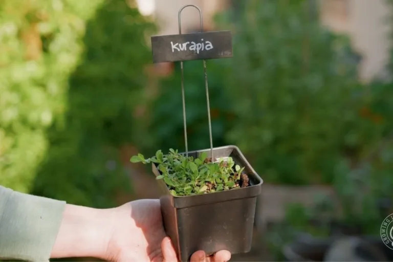 Kurapia: A Low-Water Lawn Alternative for Desert Gardens featured image