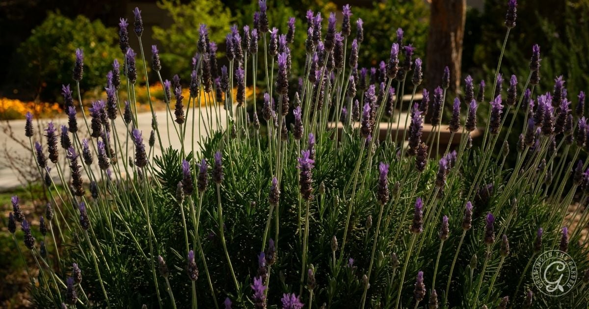 How to Grow Lavender in Hot Climates