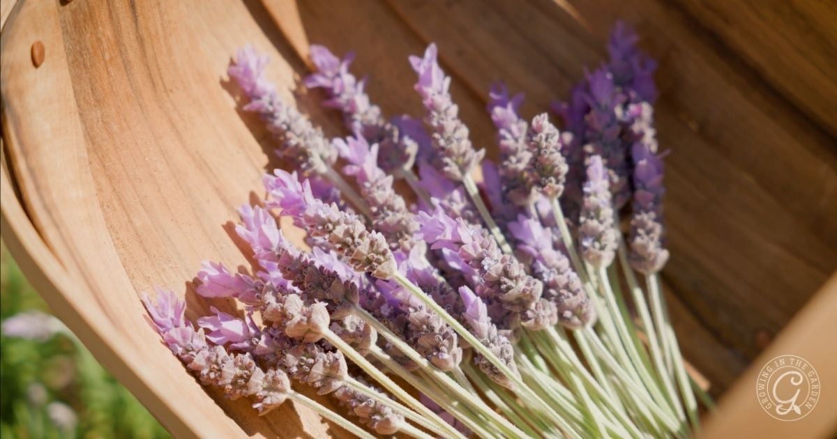 How to Grow Lavender in Hot Climates
