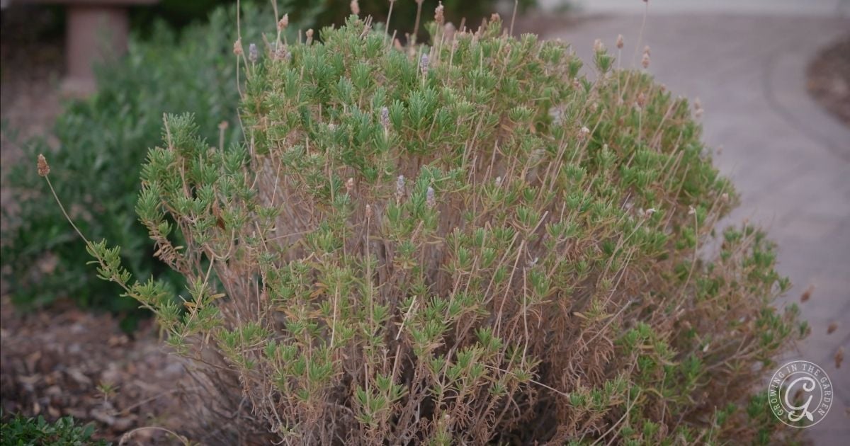 How to Grow Lavender in Hot Climates