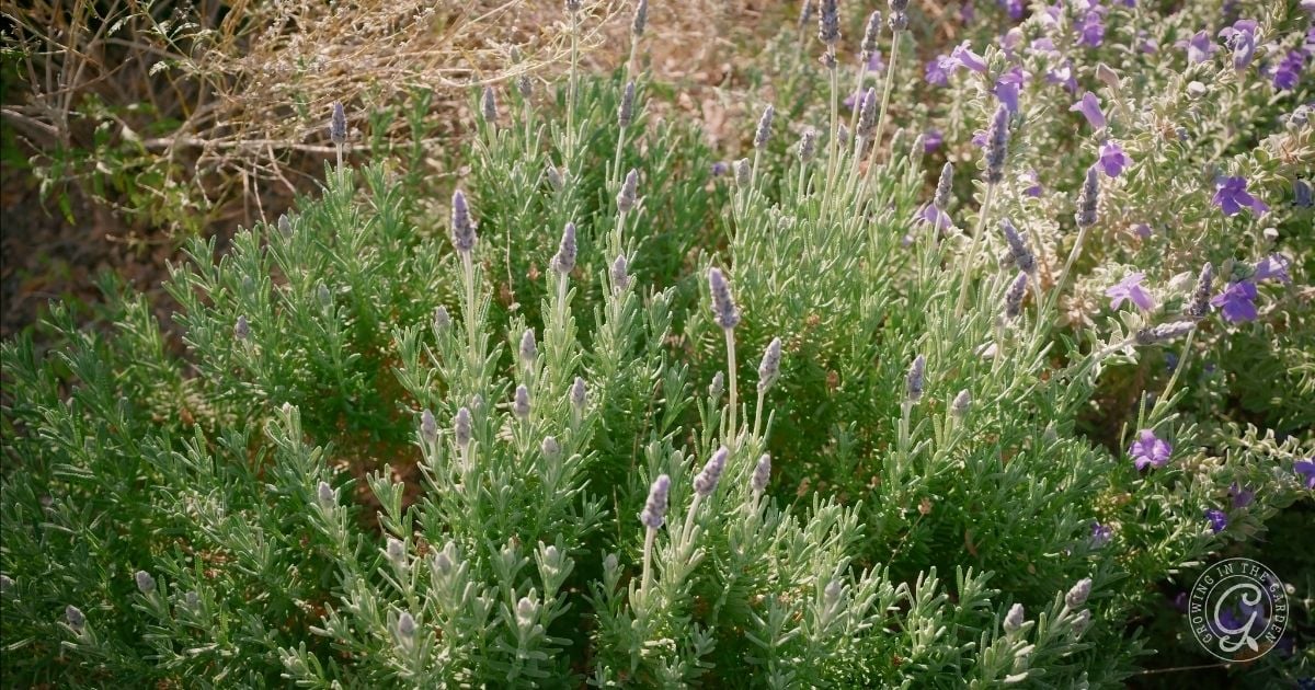How to Grow Lavender in Hot Climates
