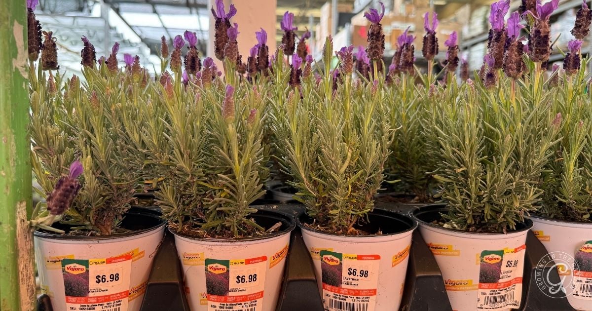 How to Grow Lavender in Hot Climates