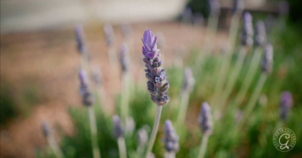 How to Grow Lavender in Hot Climates