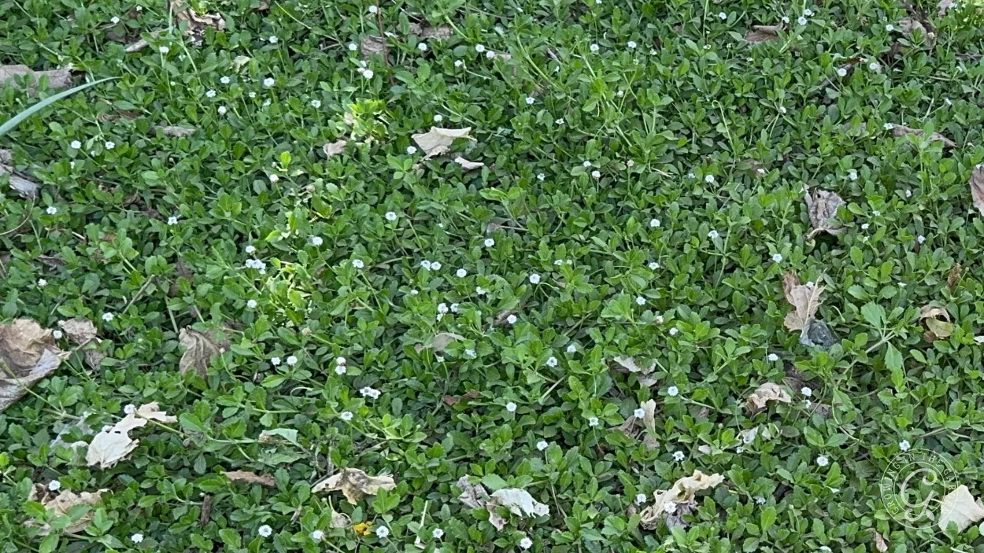 Green grass with small, white flowers scattered throughout and a few brown leaves on the ground.
