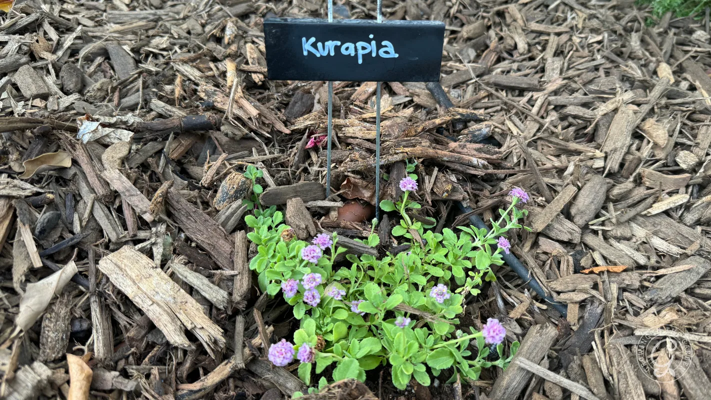 Small Kurapia plant with purple flowers growing in mulch, labeled with a black sign that says Kurapia..