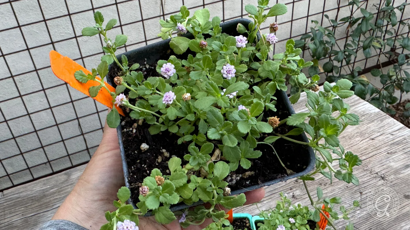 Hand holds a small pot with green leafy plant and tiny purple flowers against a wire fence background.