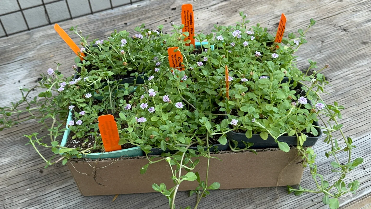 Small flowering plants in pots with orange labels, placed in a cardboard tray on a wooden surface.