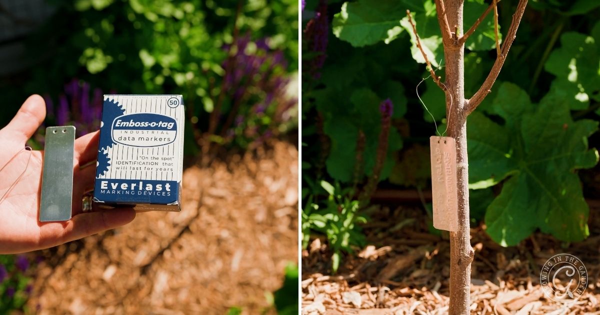 Label fruit trees