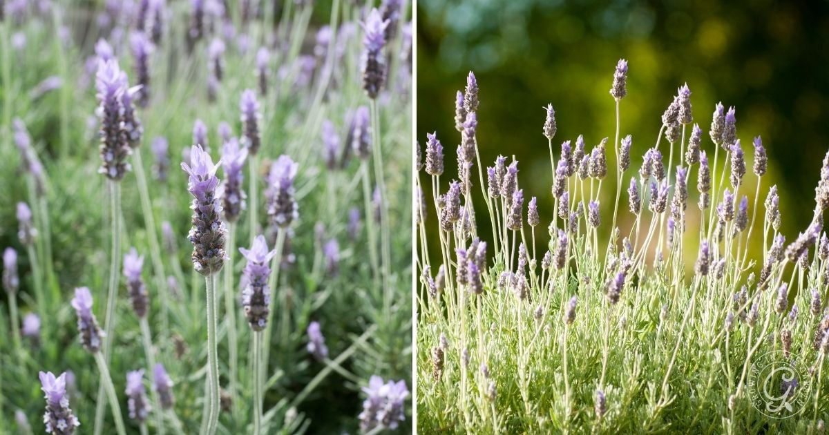 Lavandula dentata