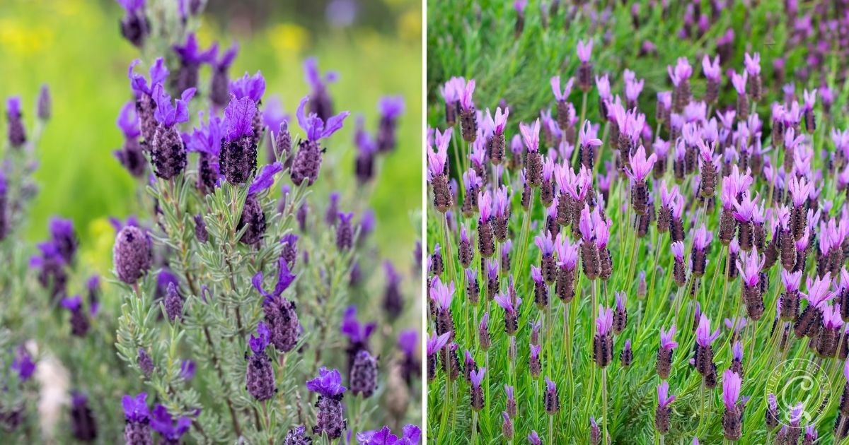 Lavandula stoechas