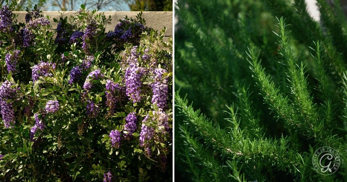 Other Drought-Tolerant Plants You Might Like