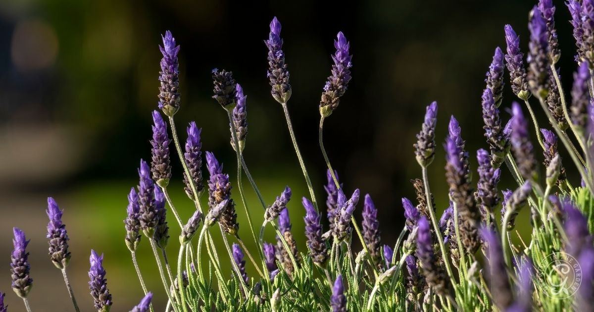 Provence Lavender