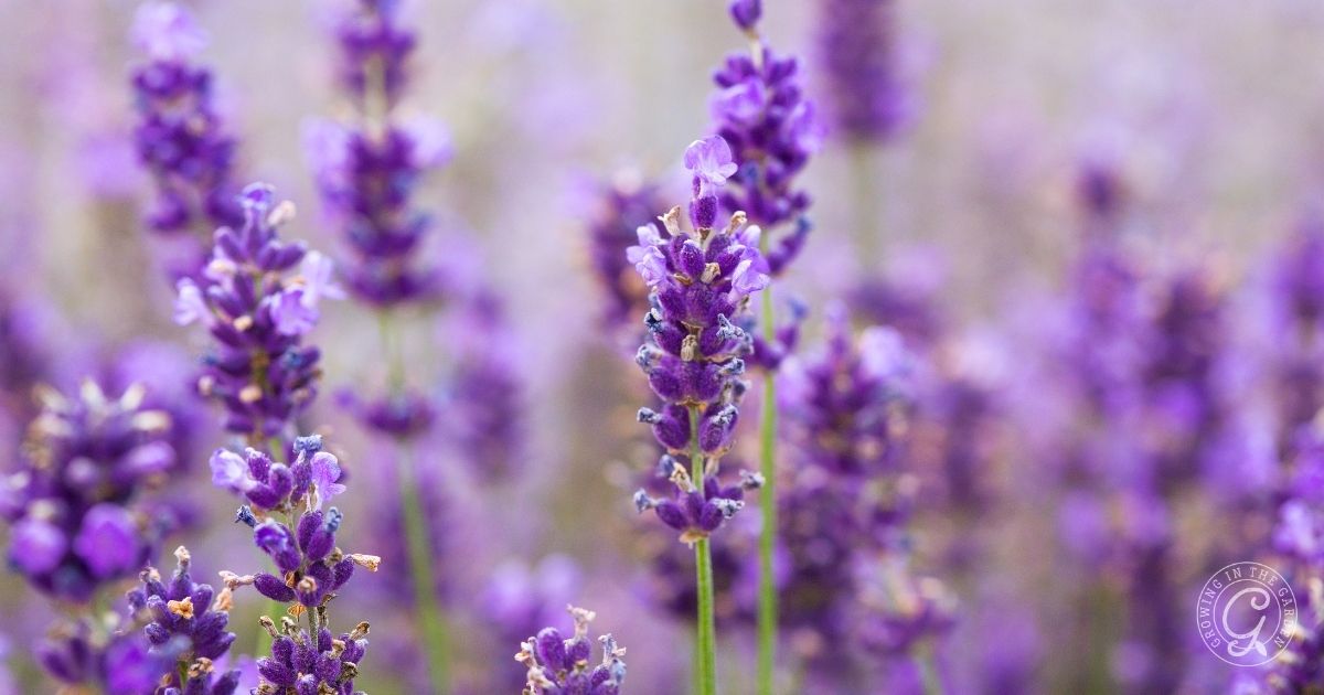Provence Lavender